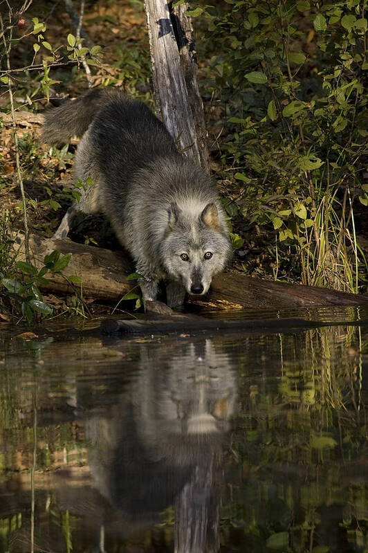 Wolf Poster featuring the photograph Water Hole by Jack Milchanowski