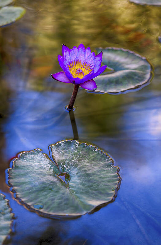 Water Lily Poster featuring the photograph Water Lily 4 by Scott Campbell