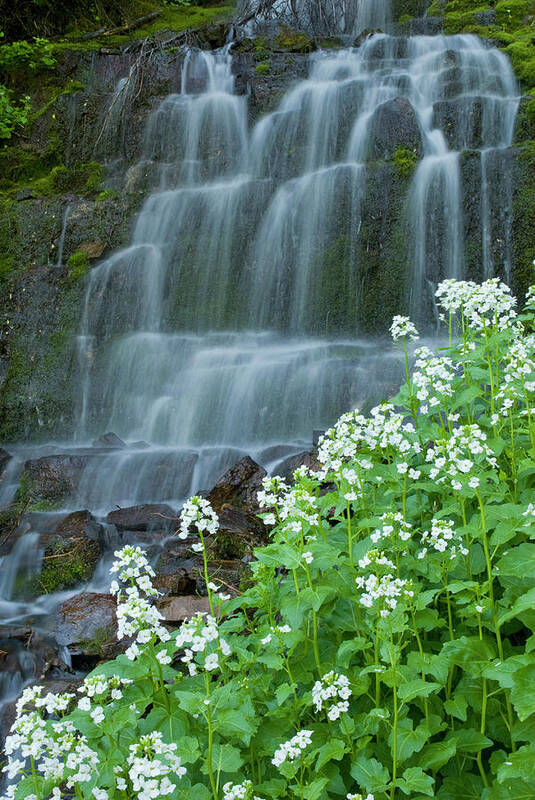 American Fork Canyon Poster featuring the photograph Waterfall And White Wildflowers by Howie Garber