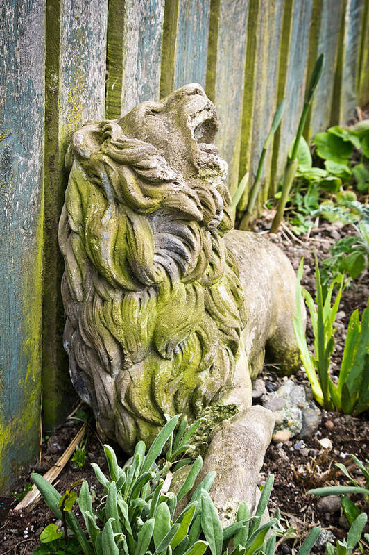 Lion Poster featuring the photograph Weathered Lion by Priya Ghose