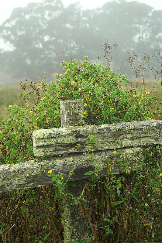 Marin Poster featuring the photograph Welcome by David Armentrout