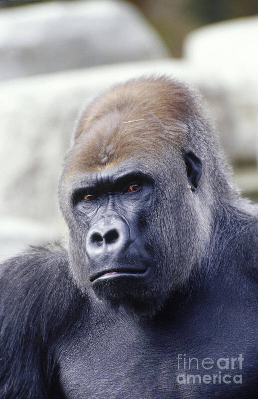 Animal Poster featuring the photograph Western Lowland Gorilla by Gregory G. Dimijian