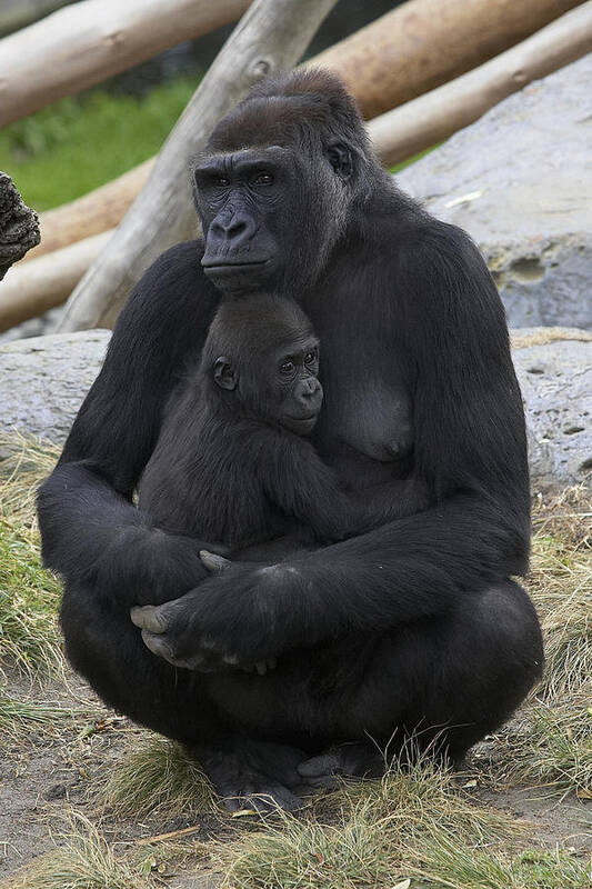 Feb0514 Poster featuring the photograph Western Lowland Gorilla Mother And Baby by San Diego Zoo
