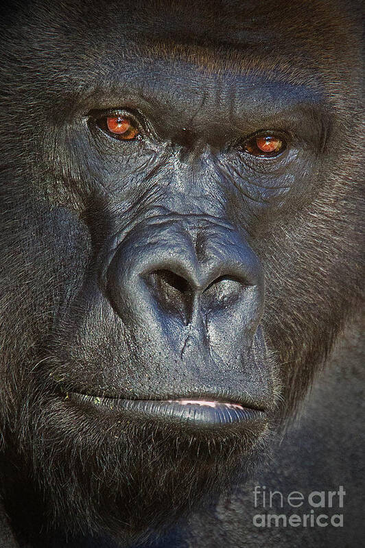 Western Lowland Gorilla Poster featuring the photograph Western Lowland Gorilla No 2 by Jerry Fornarotto