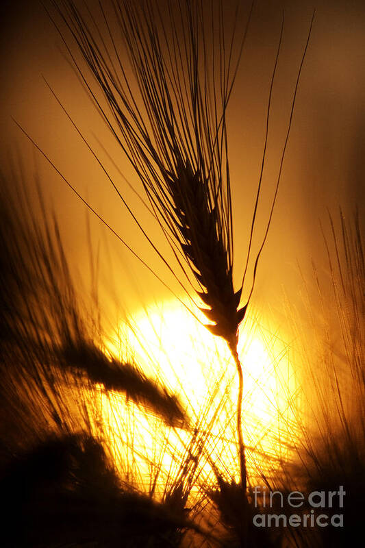 Sunset Poster featuring the photograph Wheat at Sunset Silhouette by Tim Gainey