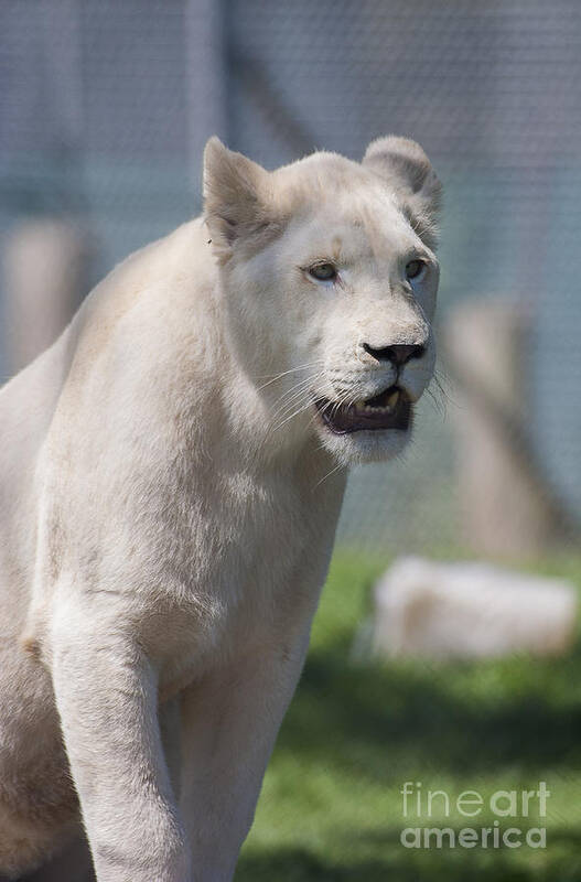 Animals Poster featuring the photograph White lion by Steven Ralser