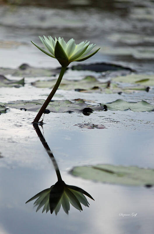 Lotus Poster featuring the photograph White Lotus and Reflection by Suzanne Gaff