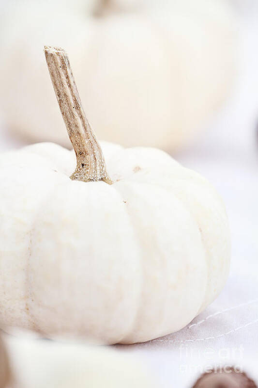 White Poster featuring the photograph White Pumpkin by Stephanie Frey