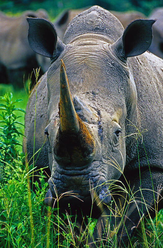 White Rhino Poster featuring the photograph White Rhino by Dennis Cox