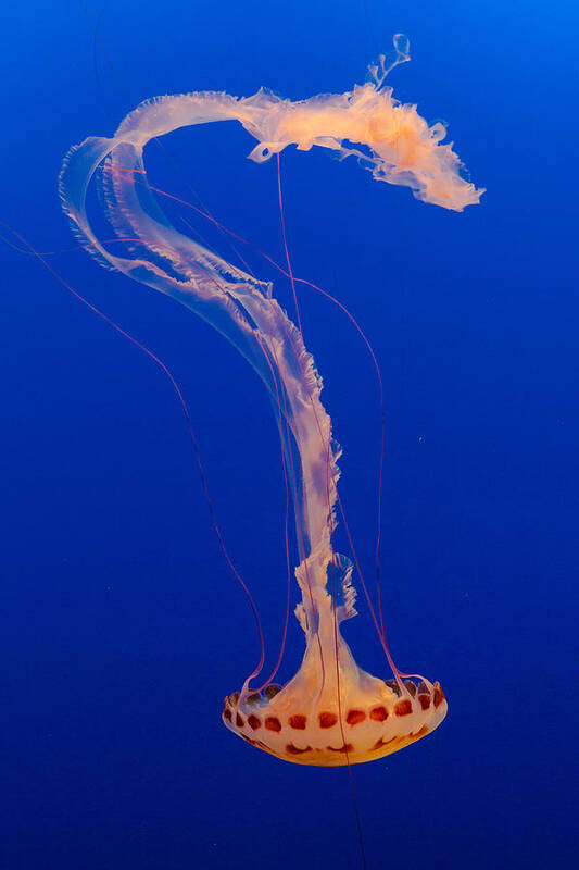 Jellyfish Poster featuring the photograph Who what where when Purple Striped Jelly 2 by Scott Campbell