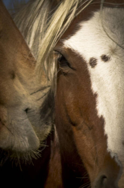 Andalusia Poster featuring the photograph Wild Mustangs of New Mexico 32 by Catherine Sobredo
