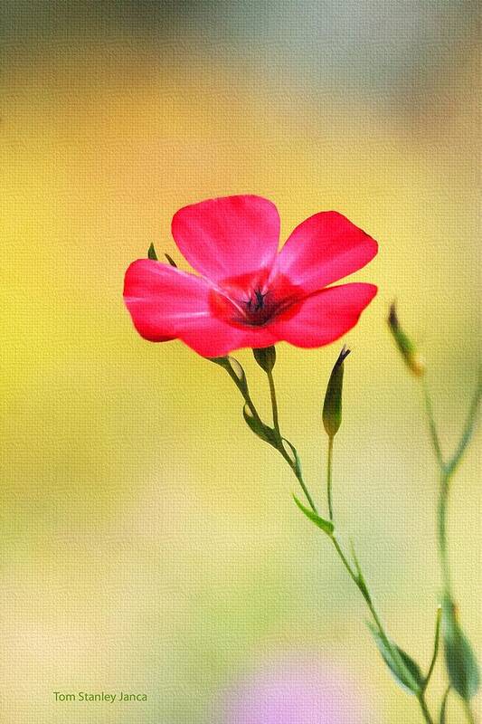 Wild Red Flower Poster featuring the photograph Wild Red Flower by Tom Janca