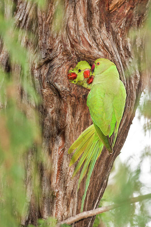 Security Poster featuring the photograph Wild Rose-ringed Parakeet Psittacula by Photostock-israel