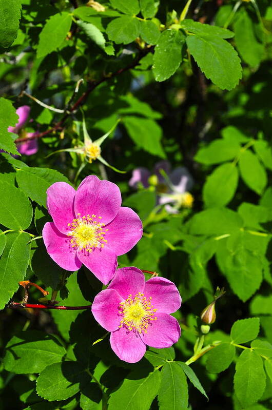 Rose Poster featuring the photograph Wild Roses by Cathy Mahnke