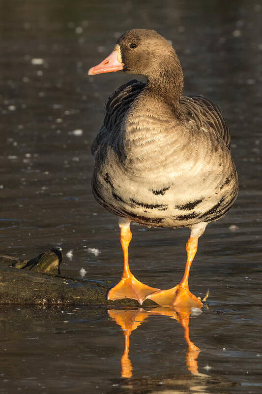 Greater White-fronted Goose Poster featuring the photograph Wild Specklebelly Goose by Kathleen Bishop