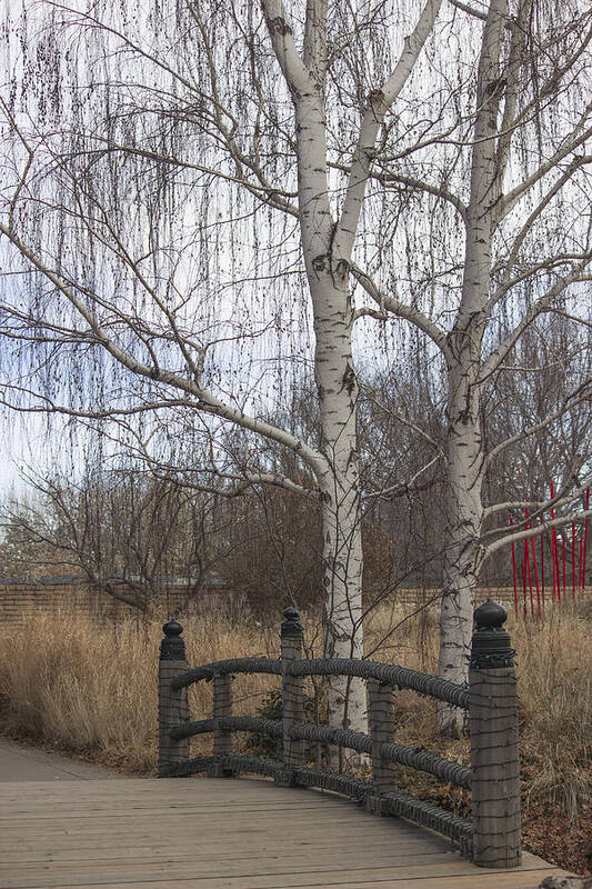 Nature Poster featuring the photograph Wilderness Walk by Becca Buecher