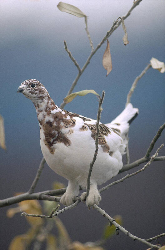 Feb0514 Poster featuring the photograph Willow Ptarmigan With Fall Plumage by Michael Quinton