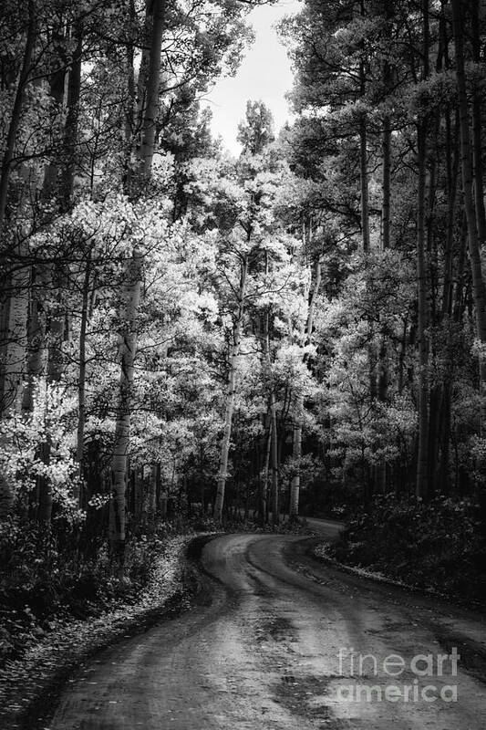 Road Poster featuring the photograph Winding Forest Road by The Forests Edge Photography - Diane Sandoval