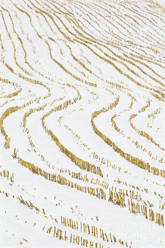 Winter Poster featuring the photograph Winter Cornfield by Alan L Graham
