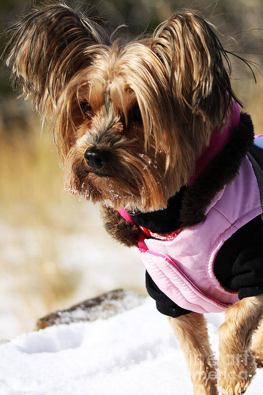 Dog Poster featuring the photograph Winter Jacket by Alyce Taylor