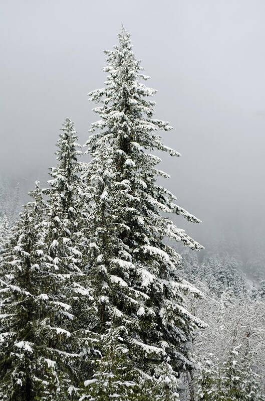 Clouds Poster featuring the photograph Winter Pines 2013 by Tikvah's Hope