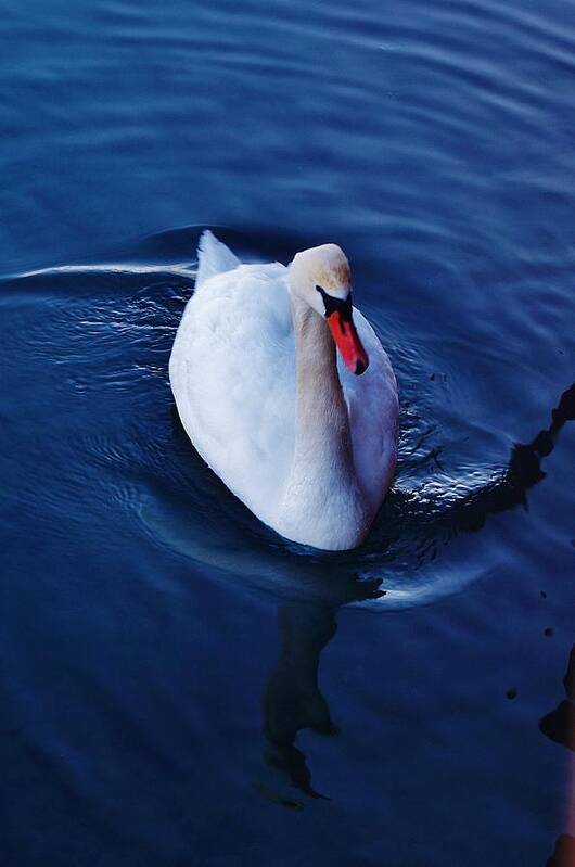 Poster featuring the photograph Winter Spin... Swan Style by Daniel Thompson