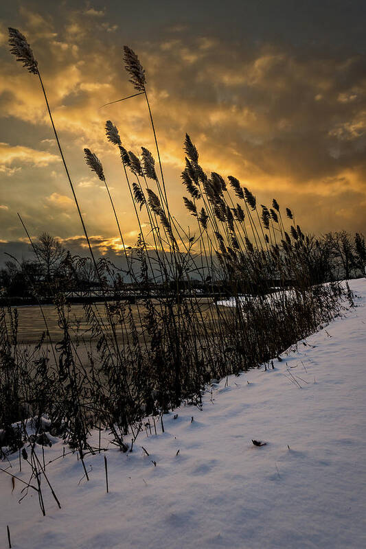 Lake Poster featuring the photograph Winter sunrise through the reeds by Chris Bordeleau