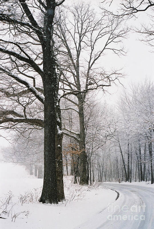 Oak Poster featuring the photograph Winters Curve by Randy Pollard