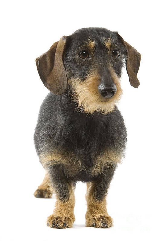 Wire-haired Dachshund Poster featuring the photograph Wire-haired Dachshund by Jean-Michel Labat