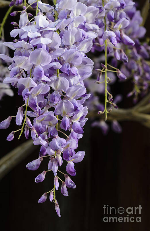 Wisteria Poster featuring the photograph Wisteria by Tamara Becker