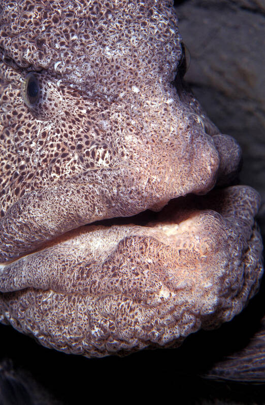 Actinopterygii Poster featuring the photograph Wolf Eel Face by Greg Ochocki