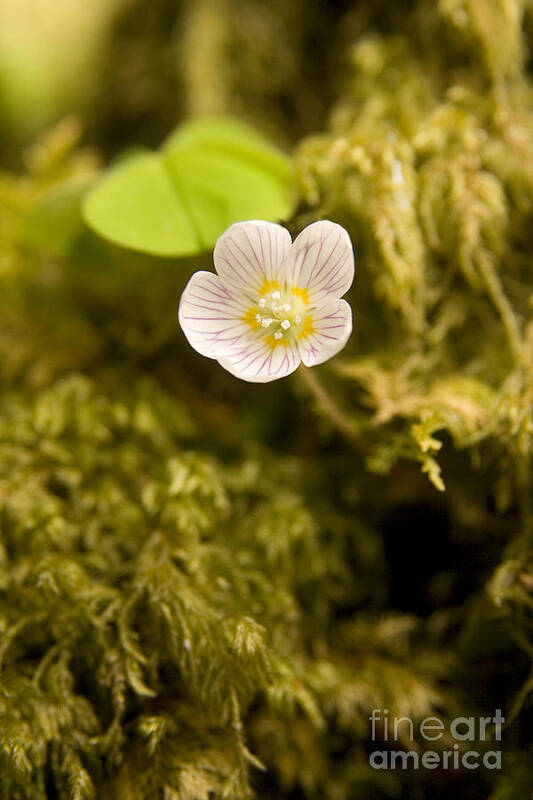 Wood Sorrel Poster featuring the photograph Wood Sorrel by Liz Leyden