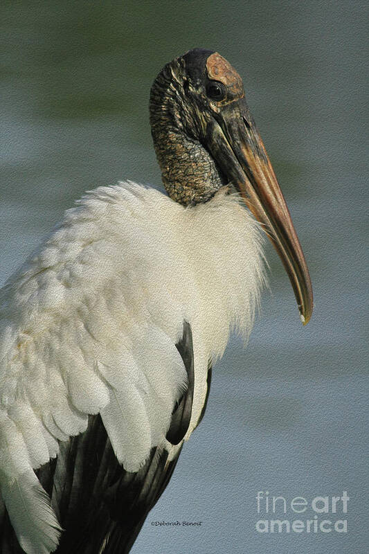 Wood Stork Poster featuring the photograph Wood Stork in Oil by Deborah Benoit