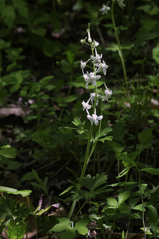 Larkspur Poster featuring the photograph Woodland Larkspur by Michael Dougherty