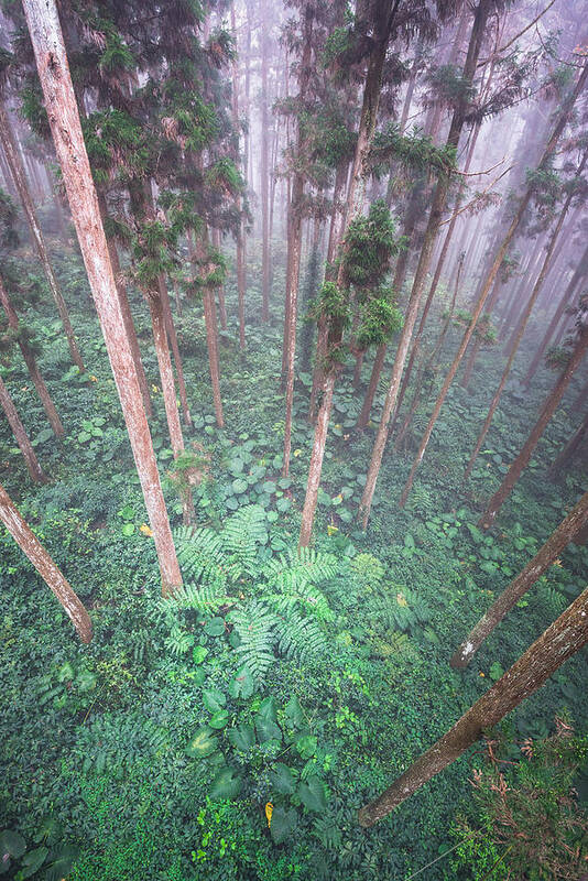 Fern Poster featuring the photograph Xi Tou by Alexander Kunz