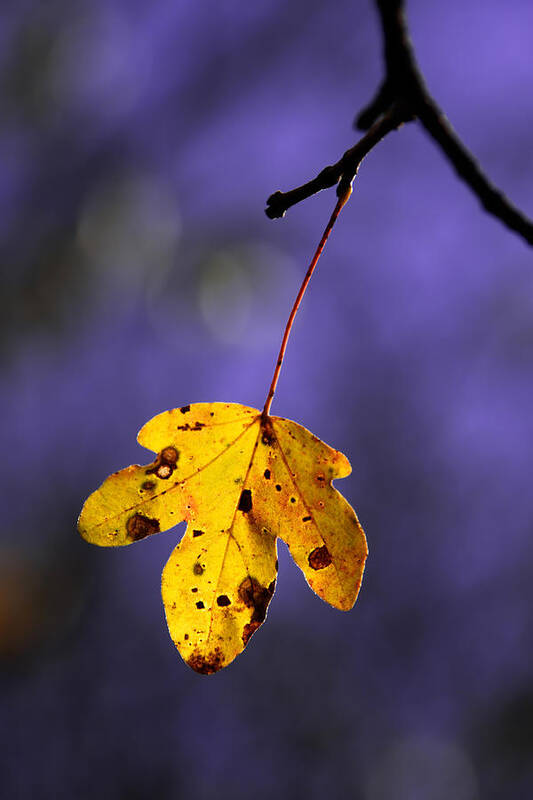 Leaves Poster featuring the photograph Yellow leaf by Mikel Martinez de Osaba