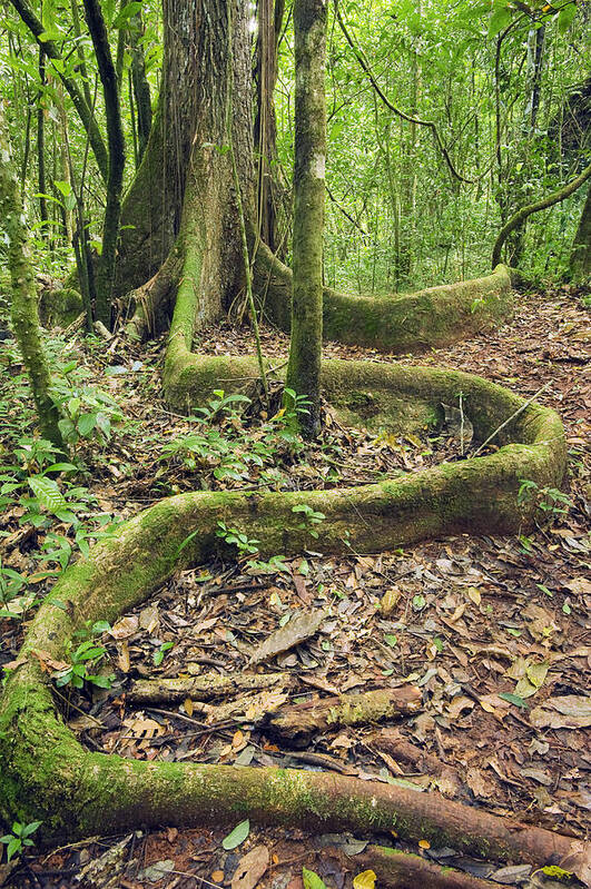 Feb0514 Poster featuring the photograph Yellow Mombin Buttress Root Los by Kevin Schafer