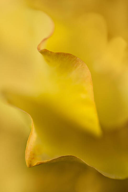 Plant Poster featuring the photograph Yellow Rose Petal Abstract by Mary Jo Allen