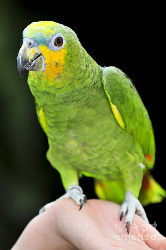 Parrot Poster featuring the photograph Yellow-shouldered Amazon parrot by Elena Elisseeva