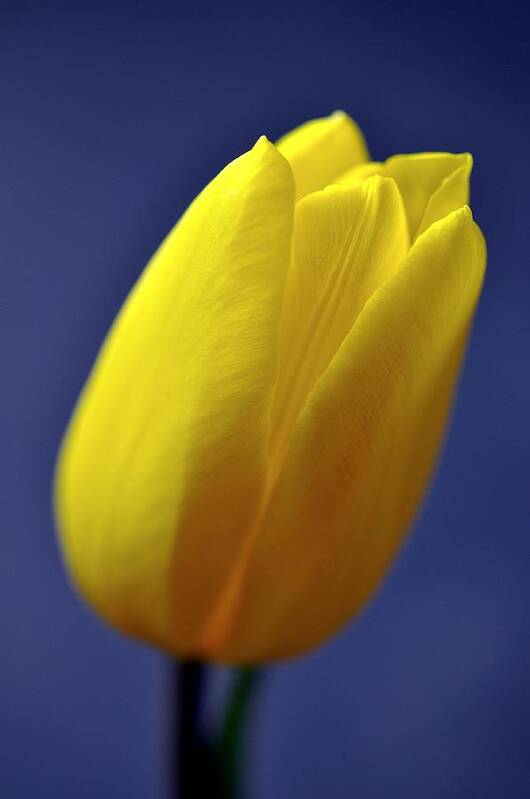 Flower Poster featuring the photograph Yellow Tulip on Blue Background by Phyllis Meinke