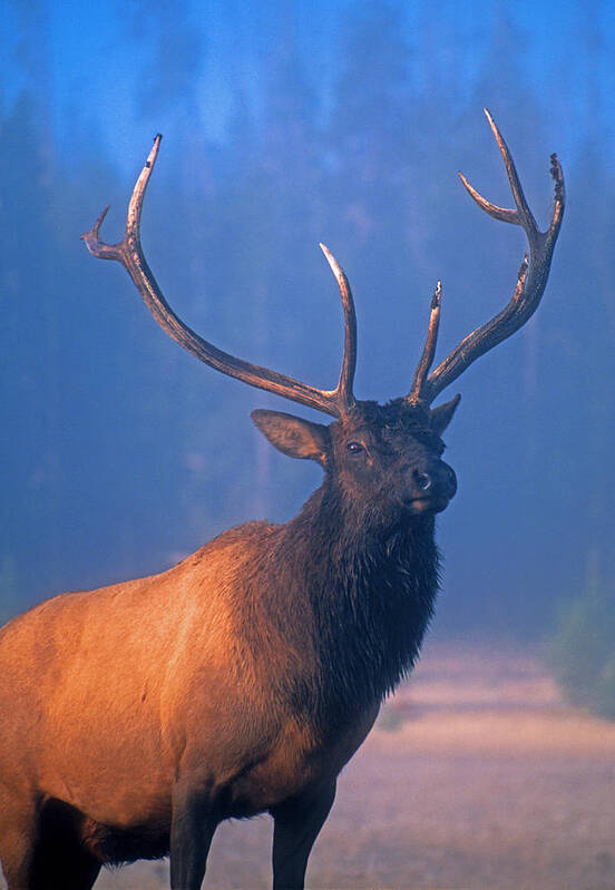 Wildlife Poster featuring the photograph Yellowstone bull elk by Dennis Cox