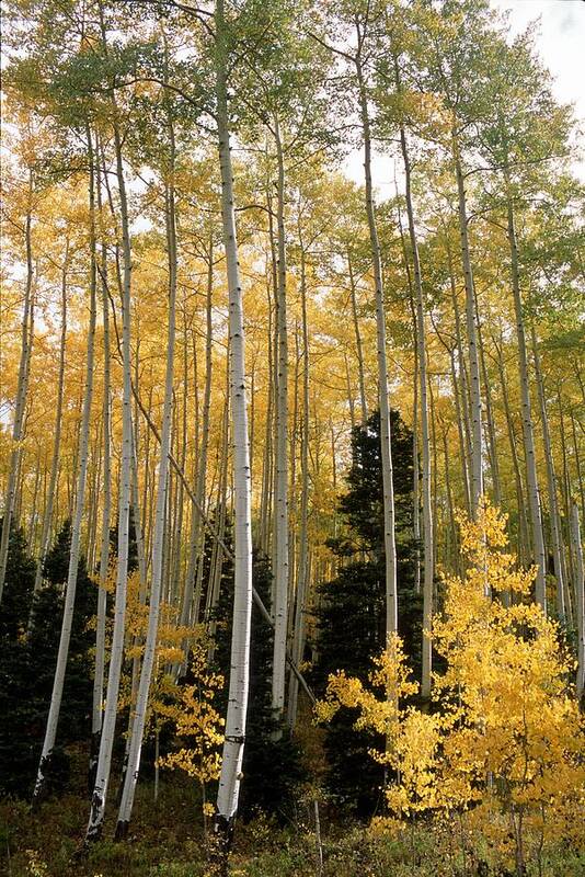 Landscapes Poster featuring the photograph Young Aspens by Eric Glaser