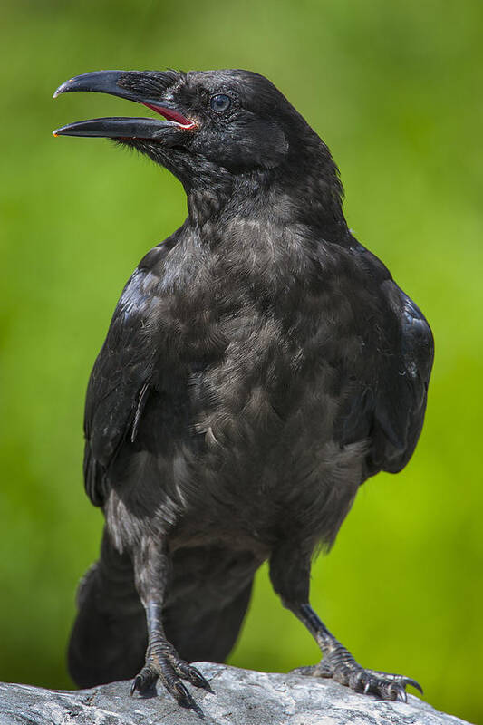 Raven Poster featuring the photograph Young Raven by Tim Grams