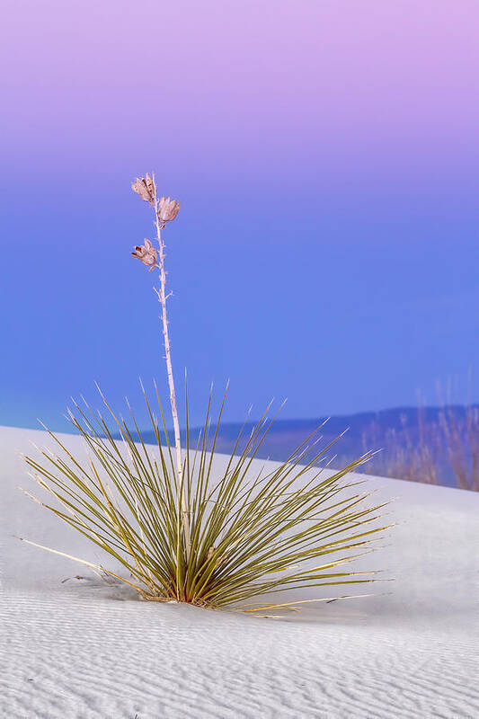 Yucca Poster featuring the photograph Yucca Pink and Blue by Kristal Kraft