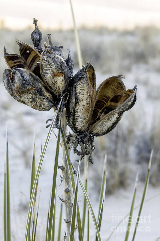 Yucca Poster featuring the digital art Yucca Seed Pods by Georgianne Giese