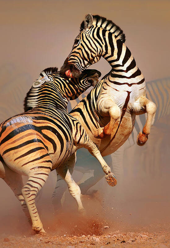 Wild Poster featuring the photograph Zebras fighting by Johan Swanepoel