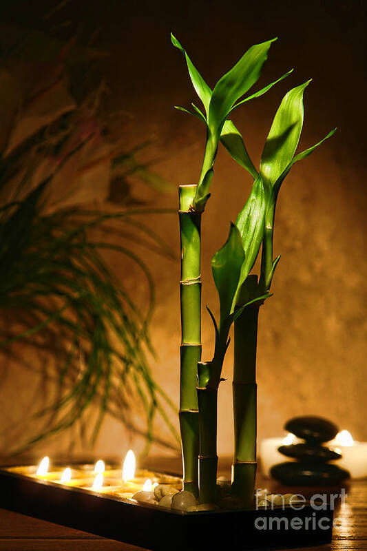 Bamboo Poster featuring the photograph Zen Time by Olivier Le Queinec