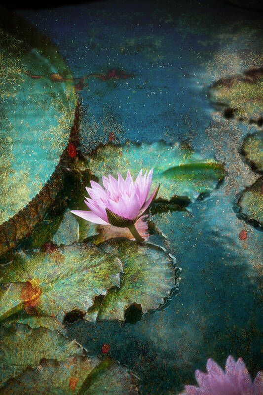 Water Lily Poster featuring the photograph Zen Water Lily by John Rivera