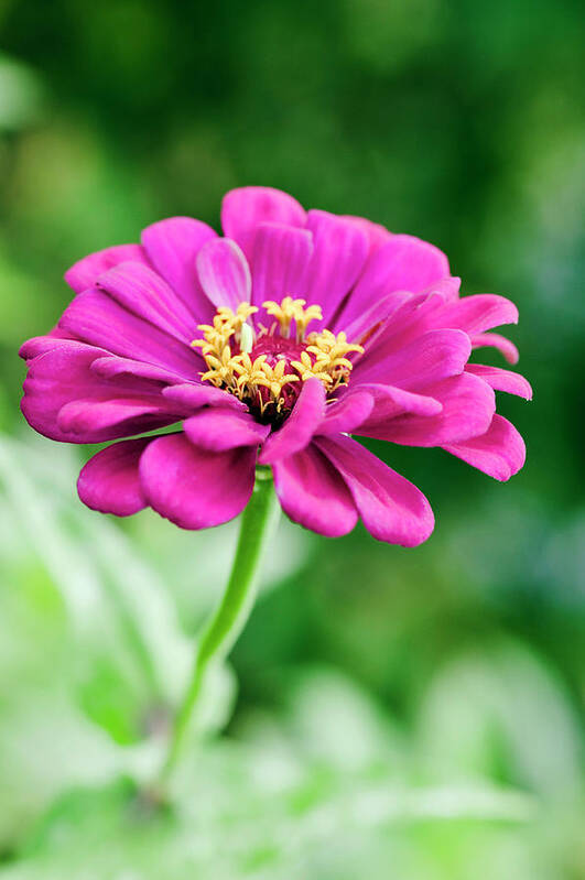 Zinnia Sp. Poster featuring the photograph Zinnia Flower (zinnia Sp.) by Gustoimages/science Photo Library