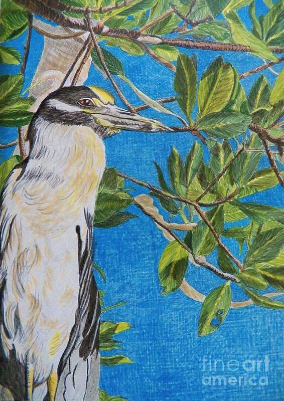 Yellow Crested Night Heron Poster featuring the painting  Yellow Crested Night Heron Painting by Judy Via-Wolff